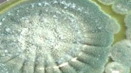Advanced Mold Testing and Remediation Services photo