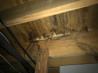Atlanta Mold photo