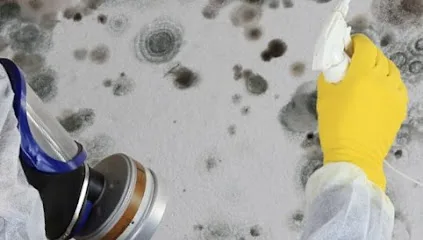 Obskure Mold Remediation photo