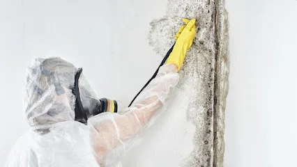Richmond VA Mold Removal Experts photo
