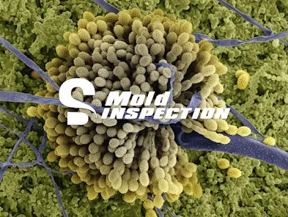 SD Mold Inspection photo