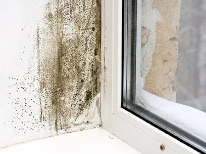 Tacoma Mold Removal Co. photo